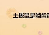 土拨鼠是啮齿动物吗（鹿齿土拨鼠）