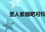 圣人紫薇吧可怜的紫圣（紫薇圣人吧）