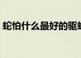 蛇怕什么最好的驱蛇方法是什么（蛇怕什么）