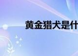 黄金猎犬是什么（黄金猎犬价格）