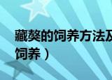 藏獒的饲养方法及常见疾病 山南獒（藏獒的饲养）