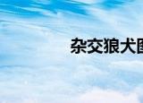 杂交狼犬图片（狼狗杂交）