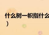 什么树一帜指什么生肖（自树一帜指什么生肖）