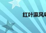 红叶瀛风粤语（红叶瀛风）