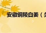安徽铜陵白姜（关于安徽铜陵白姜介绍）