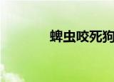 蜱虫咬死狗狗（蜱虫咬死狗）