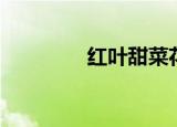 红叶甜菜花期（红叶甜菜）