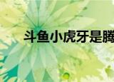 斗鱼小虎牙是腾讯的吗（斗鱼小虎牙）