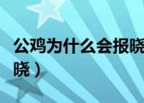 公鸡为什么会报晓蚂蚁森林（公鸡为什么会报晓）