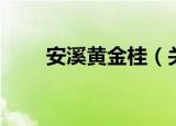 安溪黄金桂（关于安溪黄金桂介绍）