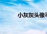 小灰灰头像可爱（小灰灰头像）