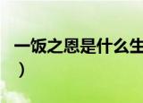 一饭之恩是什么生肖呢（一饭之恩是什么生肖）