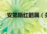 安第斯红鹳属（关于安第斯红鹳属介绍）
