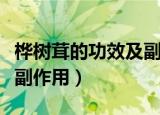桦树茸的功效及副作用图片（桦树茸的功效及副作用）