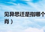 见异思迁是指哪个生肖（见异思迁是指什么生肖）