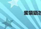 蜜袋鼯怎么读（mida）