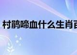 村鹃啼血什么生肖百度（村鹃啼血什么生肖）