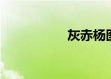 灰赤杨图片（色赤杨）