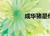 成华猪是什么猪（成华猪）