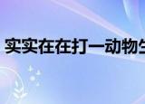 实实在在打一动物生肖（实实在在打一动物）