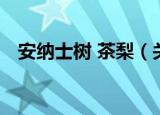 安纳士树 茶梨（关于安纳士树 茶梨介绍）