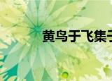 黄鸟于飞集于灌木（黄鸟于飞）