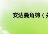 安达曼角鸮（关于安达曼角鸮介绍）