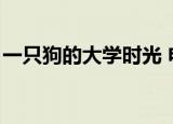 一只狗的大学时光 电影（一只狗的大学时光）