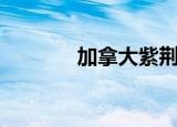 加拿大紫荆树（加拿大紫荆）