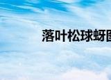 落叶松球蚜图片（落叶松球蚜）