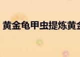 黄金龟甲虫提炼黄金真的假的（黄金龟甲虫）