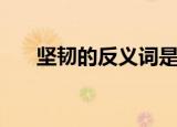 坚韧的反义词是什么（坚韧的反义词）