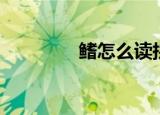 鳍怎么读拼音（鳍怎么读）