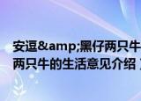 安逗&黑仔两只牛的生活意见（关于安逗&黑仔两只牛的生活意见介绍）