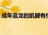 成年蓝龙的肌腱有什么用（成年蓝龙的肌腱）