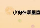 小狗在哪里直播（小狗在哪直播）