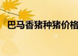 巴马香猪种猪价格表（巴马香猪种猪价格）