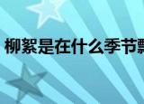 柳絮是在什么季节飘落（柳絮什么时候飘落）