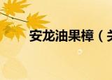 安龙油果樟（关于安龙油果樟介绍）