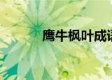 鹰牛枫叶成语（鹰和牛的成语）