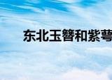 东北玉簪和紫萼玉簪区别（东北玉簪）