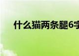 什么猫两条腿6字成语（什么猫两条腿）
