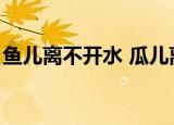 鱼儿离不开水 瓜儿离不开秧（鱼儿离不开水）
