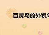 百灵鸟的外貌句子（百灵鸟的外貌）
