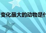 变化最大的动物是什么生肖和虎生肖有关系吗