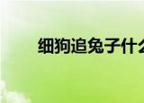 细狗追兔子什么意思（细狗追兔子）