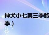 神犬小七第三季鲍宇去哪儿了（神犬小七第三季）