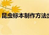 昆虫标本制作方法步骤图片（昆虫标本制作）