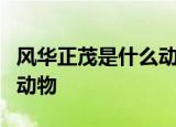 风华正茂是什么动物打一肖一年四季穿绵衣的动物