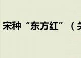 宋种“东方红”（关于宋种“东方红”介绍）